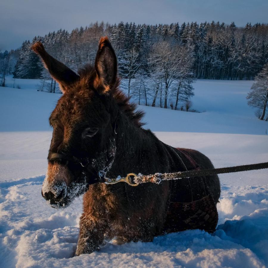 Moosmuehle Allgaeu Untrasried Eksteriør billede